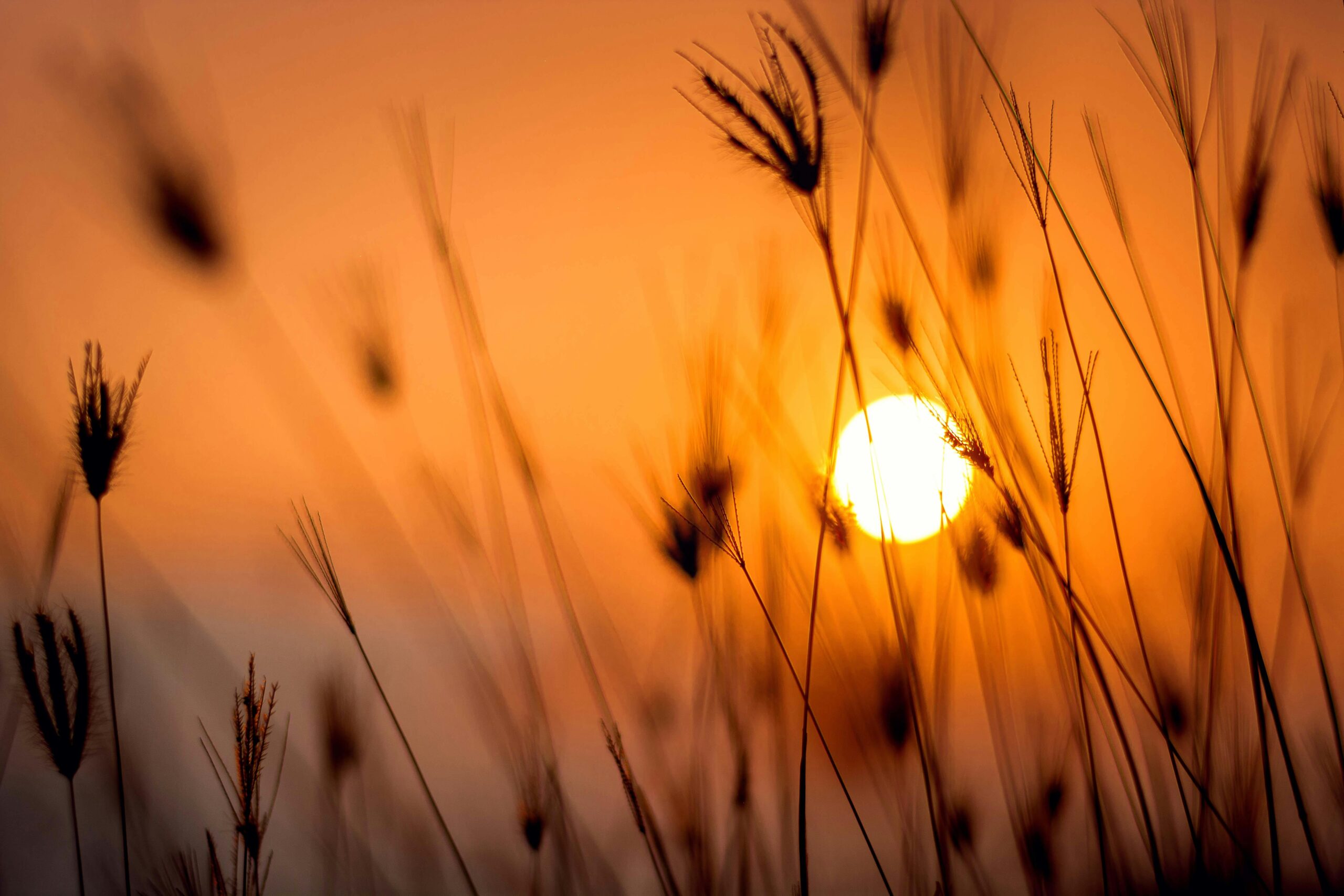 IMPATTO DELLE ONDATE DI CALORE NELLE AREE URBANIZZATE E MITIGAZIONE