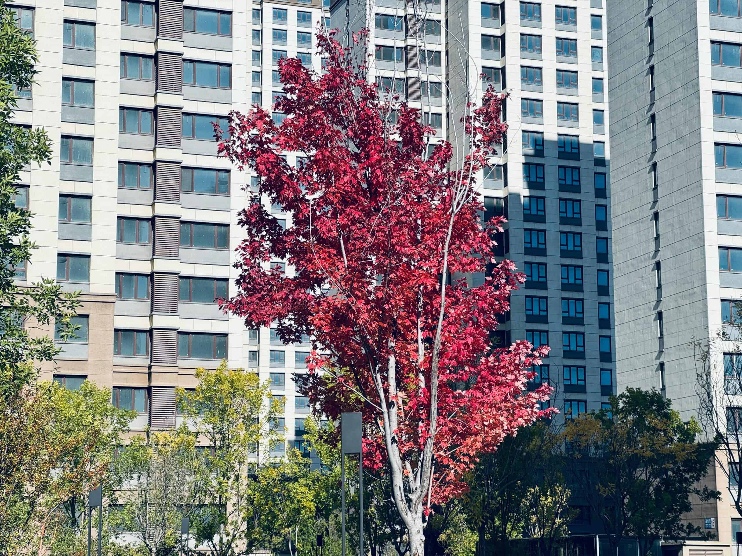 ALBERI IN AMBIENTE URBANO: CRITICITA’